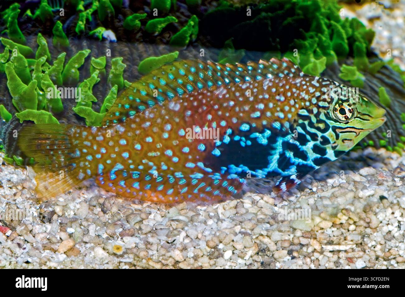 Splendid Leopard Wrasse, (Macropharyngodon bipartitus). Stock Photo
