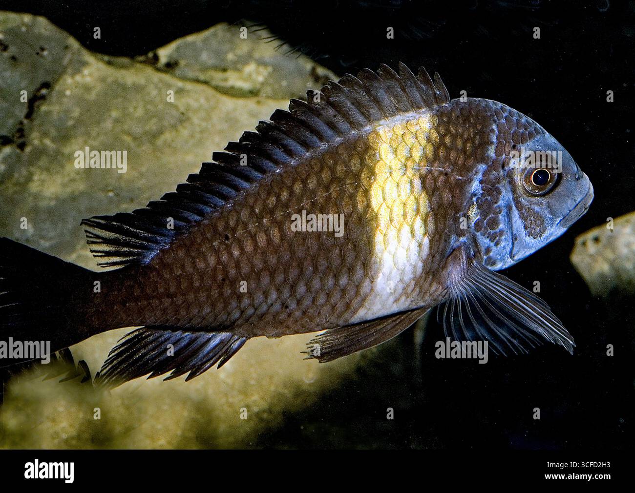 Blunthead chiclid (Tropheus moorii). Stock Photo