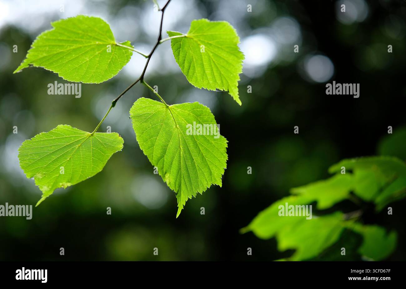 bright green hazel leaves on dark background, norfolk, england Stock Photo
