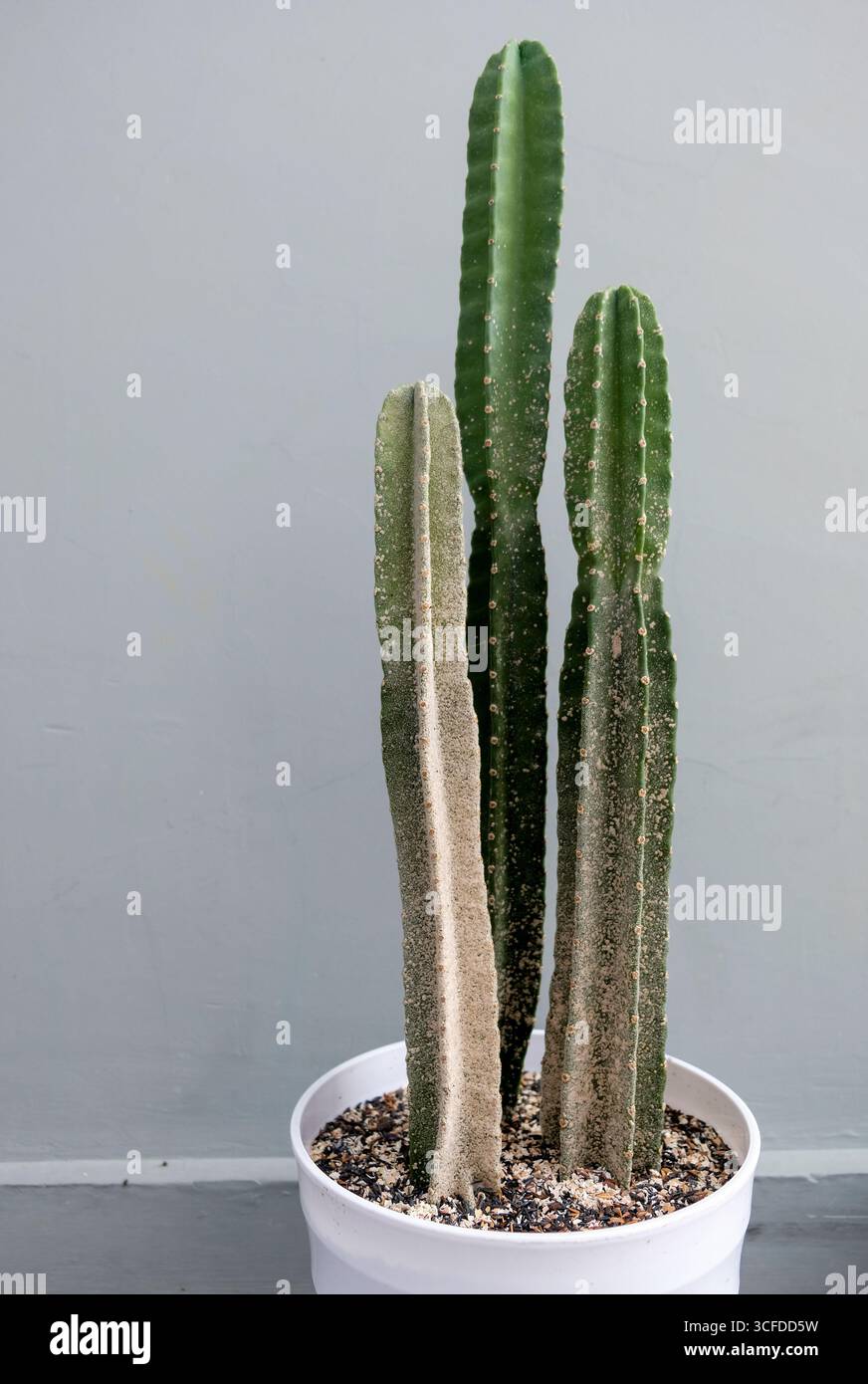 Cactus attack hi-res stock photography and images - Alamy