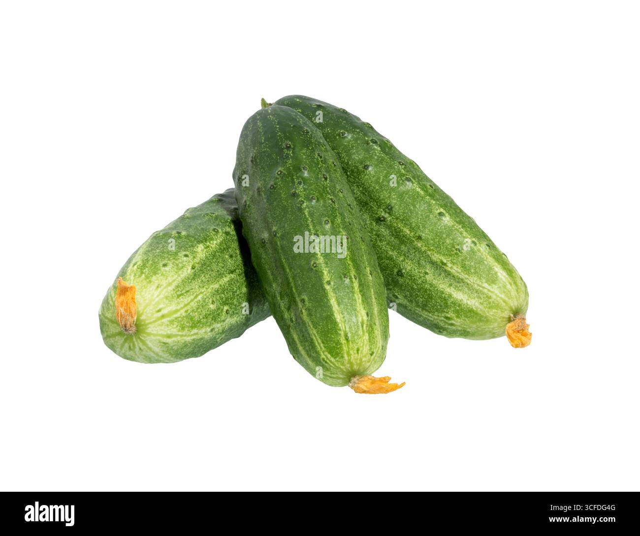 Cucumbers isolated on white background.  with clipping path Stock Photo