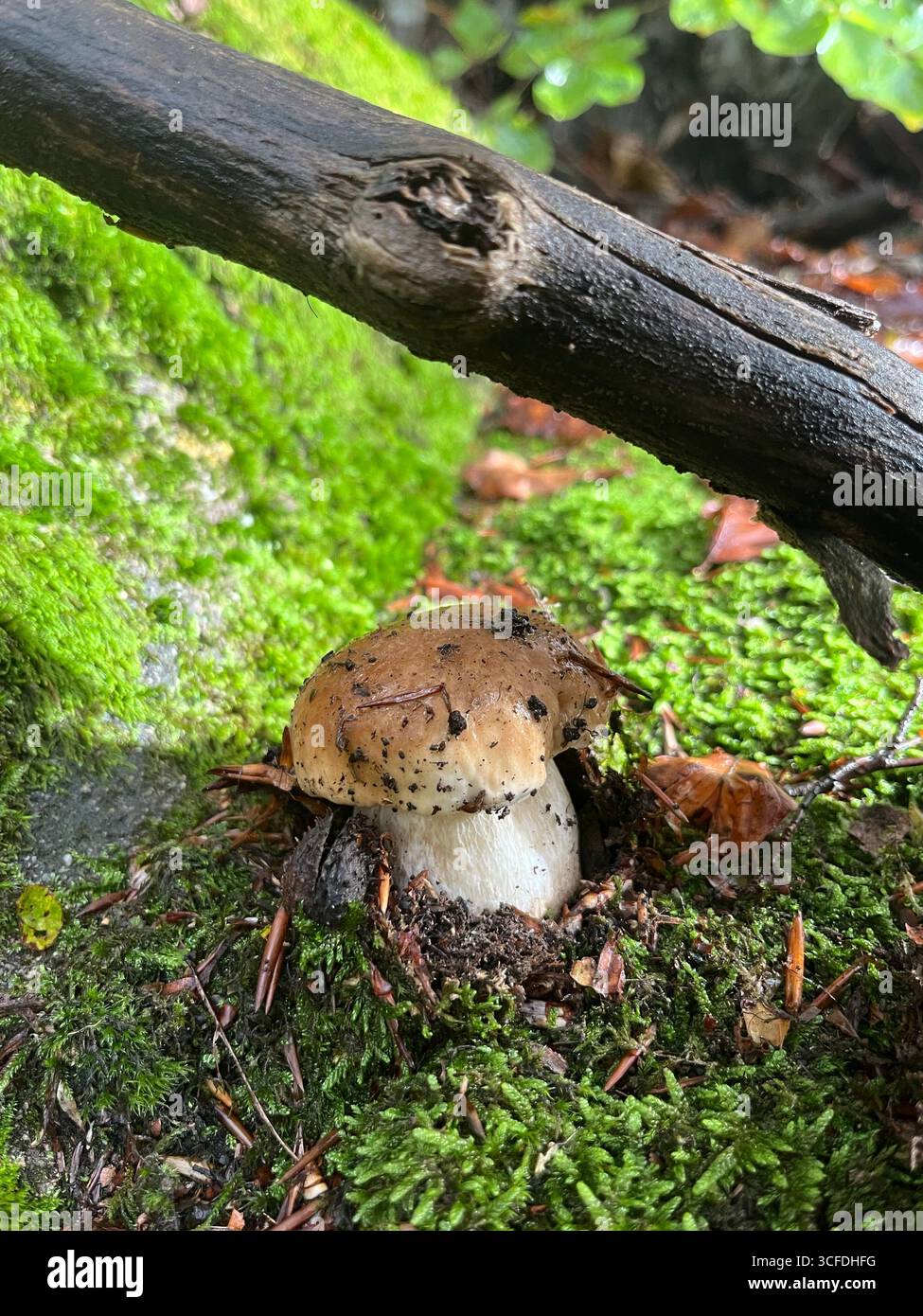 Boletus in the Apennines woods, Italy - Smartphone Captured Stock Image