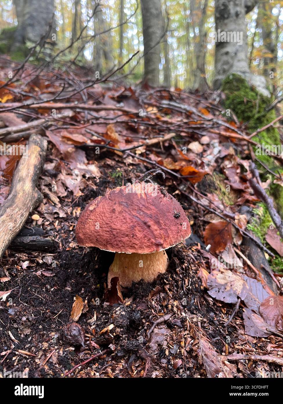 Boletus in the Apennines woods, Italy - Smartphone Captured Stock Image