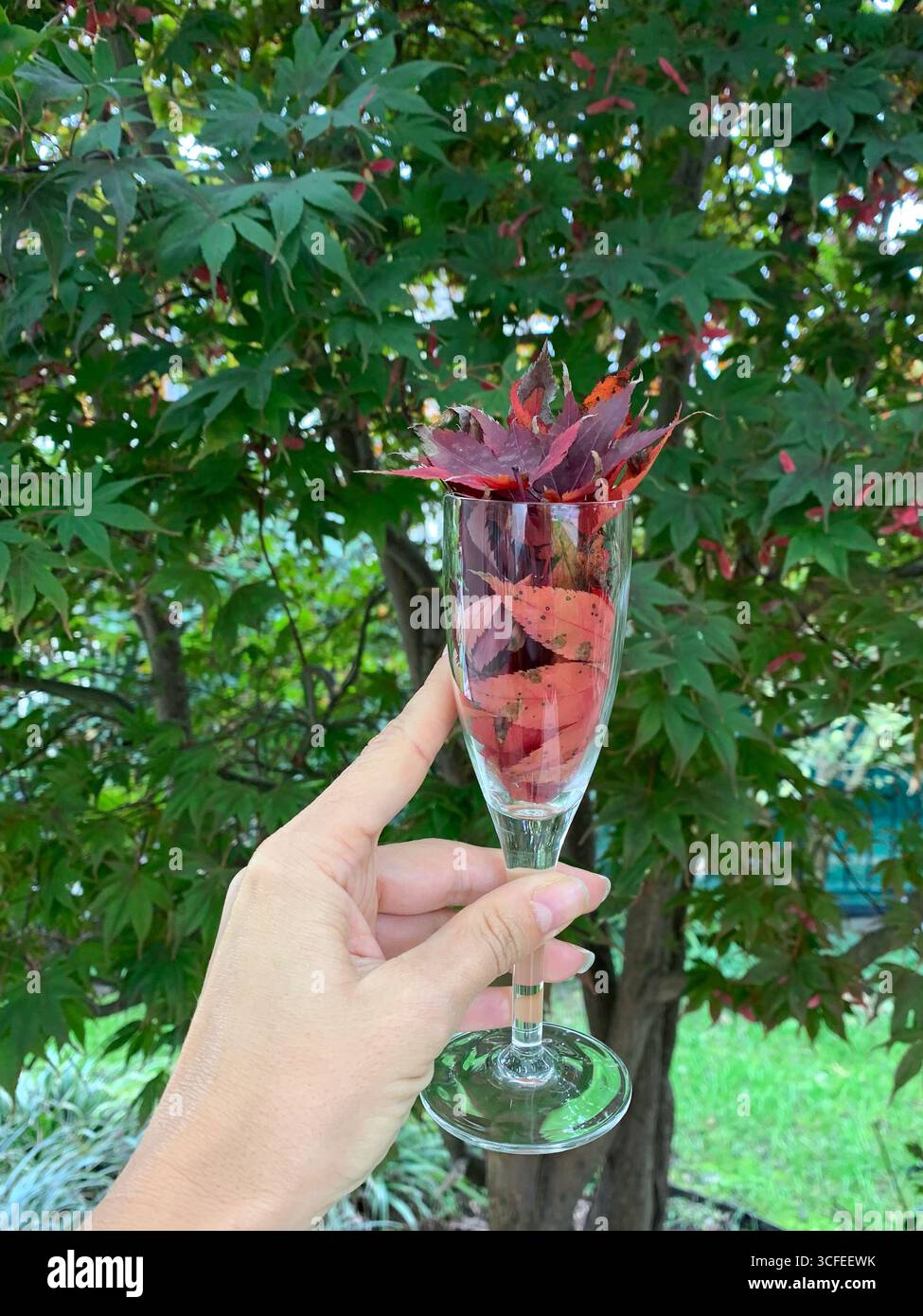 A girl holding a glass with red autumn leaves in it with a background of green tree. Cozy autumn mood and relaxation concept. Autumn composition. - Smartphone Captured Stock Image