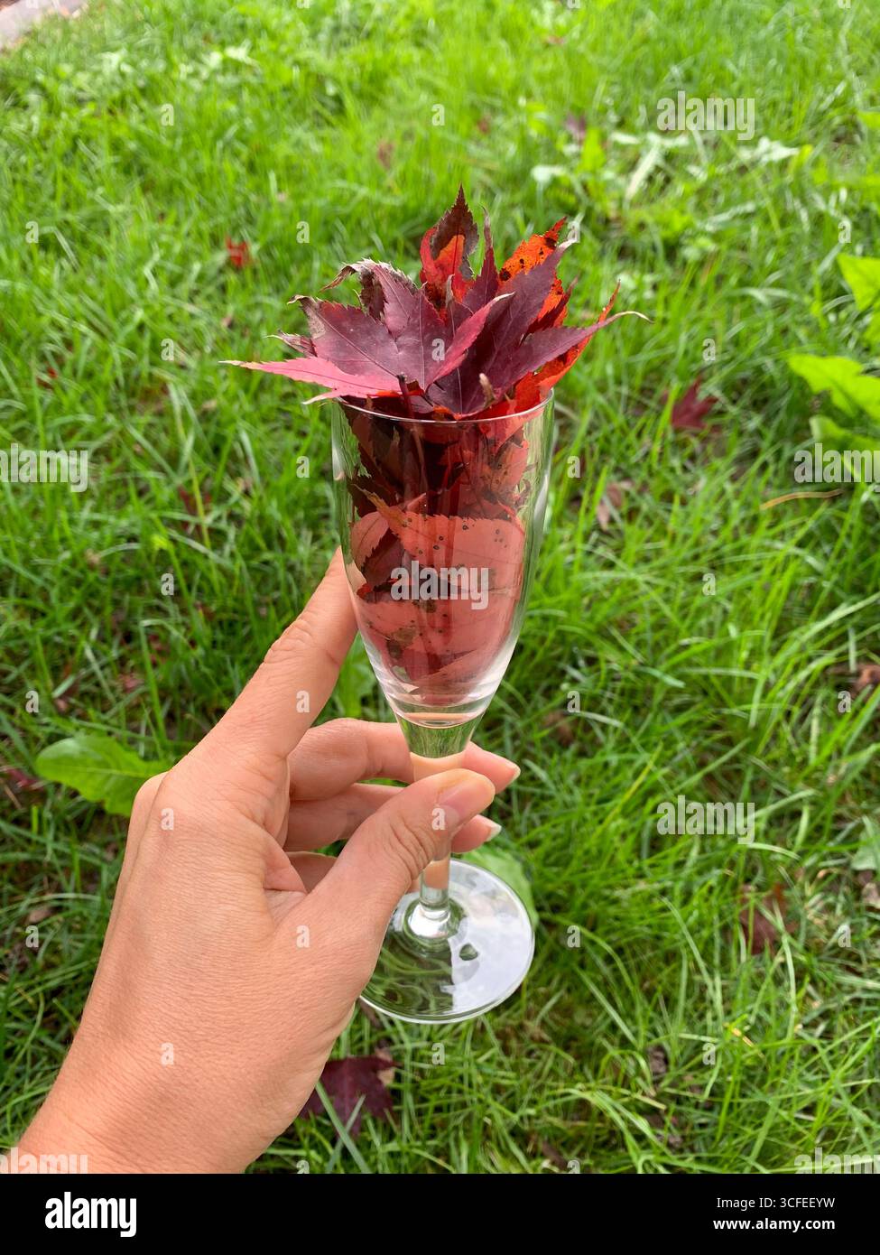 A girl holding a glass with red autumn leaves in it with a background of green grass. Cozy autumn mood and relaxation concept. Autumn composition. - Smartphone Captured Stock Image