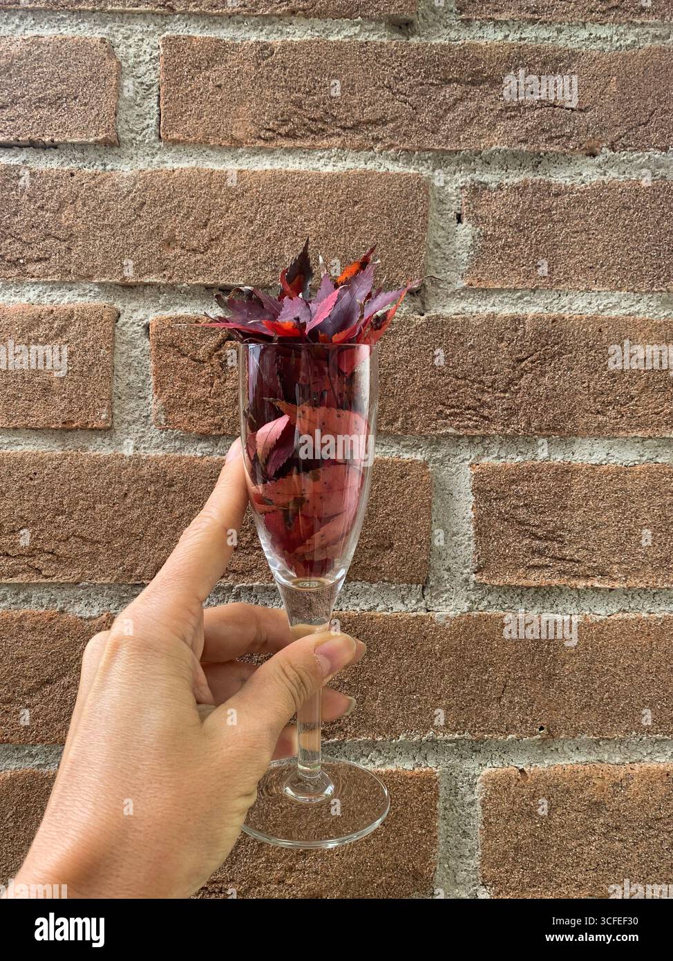 A girl holding a glass with red autumn leaves in it with a background of a brick wall. Cozy autumn mood and relaxation concept. Autumn composition. - Smartphone Captured Stock Image