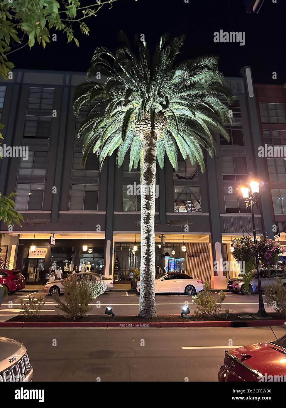 A tall palm tree lit by spotlights at night on a city street, with parked cars and modern building facades in the background. - Smartphone Captured Stock Image