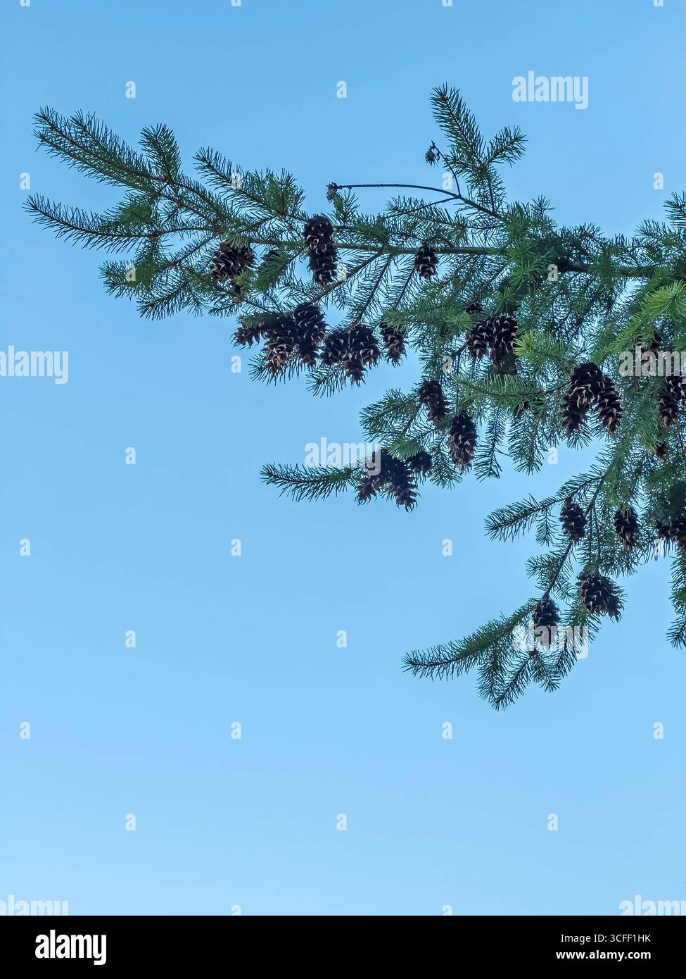 Pinecones festooning pine tree branches against a blue sky. - Smartphone Captured Stock Image