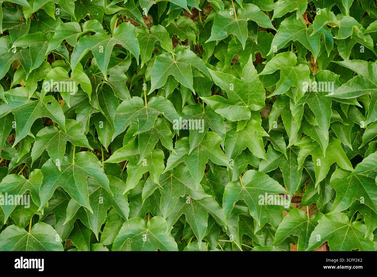 Lush green leaves create hi-res stock photography and images - Alamy