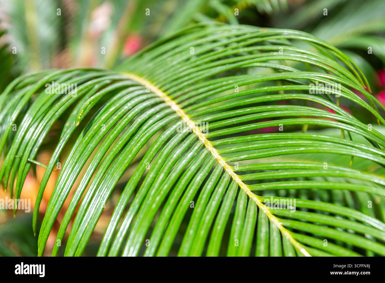 Sago palm (Cycas revoluta, Sago cycad, Japanese sago palm) tropical ...