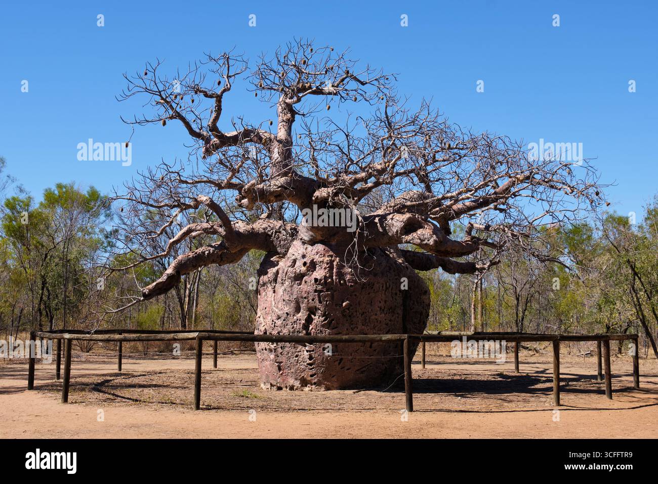 Despite its name, this massive ancient Boab Prison Tree was probably ...