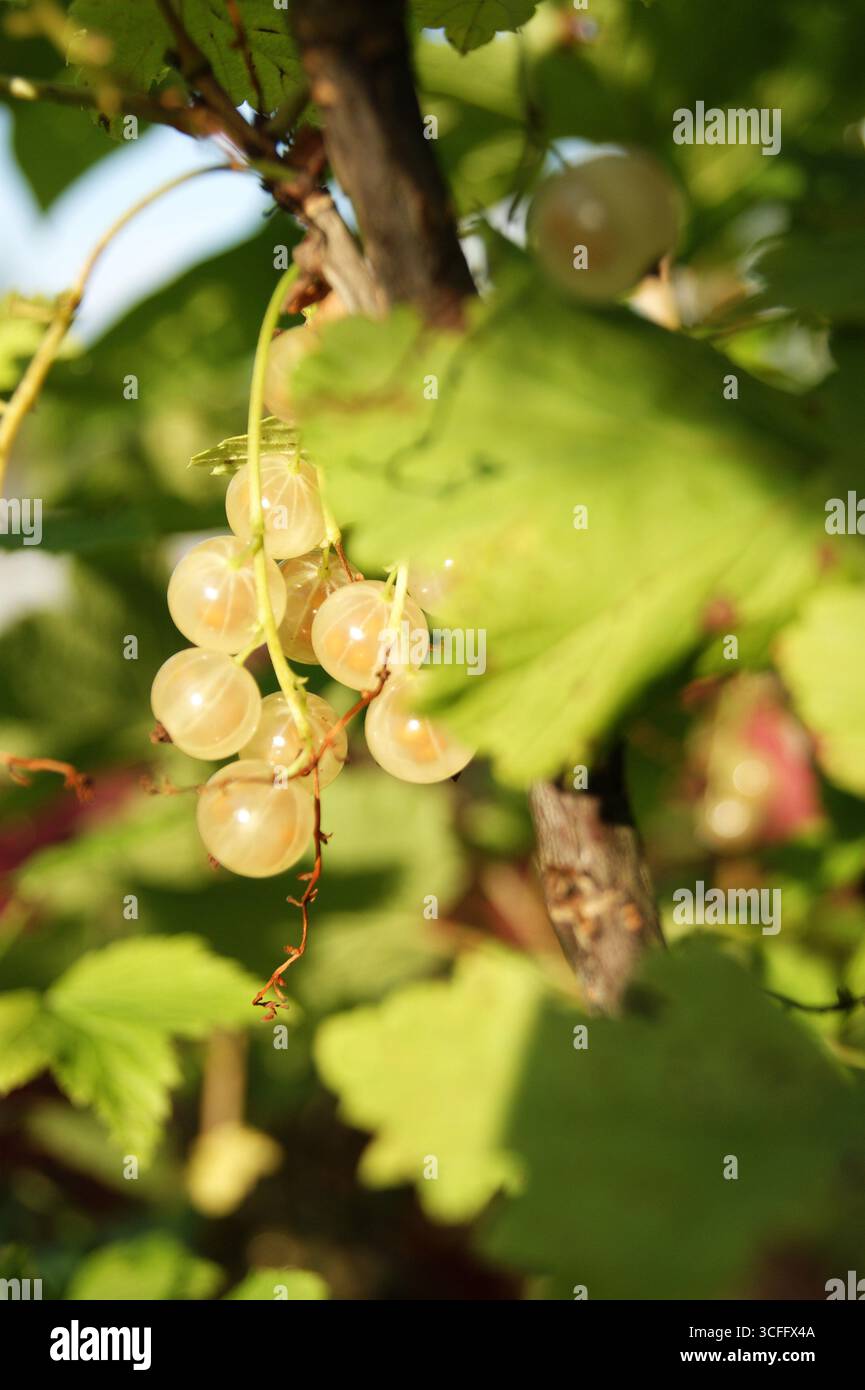 White currant close-up in a vertical photo - a harvest of berries. A delicious, fresh vegetarian treat. Proper nutrition, freshness. - Stock Image