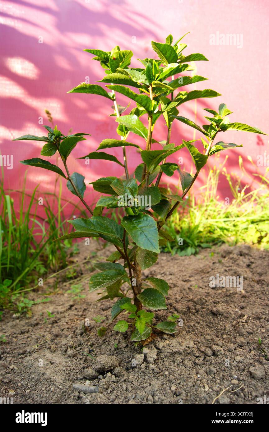 A small bush of young cherry trees near the red fence. Shadows from the sun and glare. Garden and vegetable garden. Summer. - Stock Image