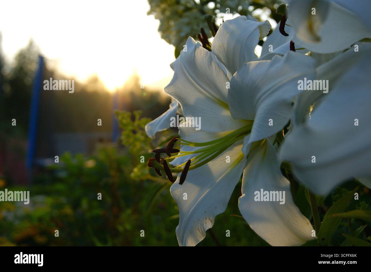 Large white lilies against the background of village life. In the background are wooden houses. Summer in Russia. The setting sun. - Stock Image