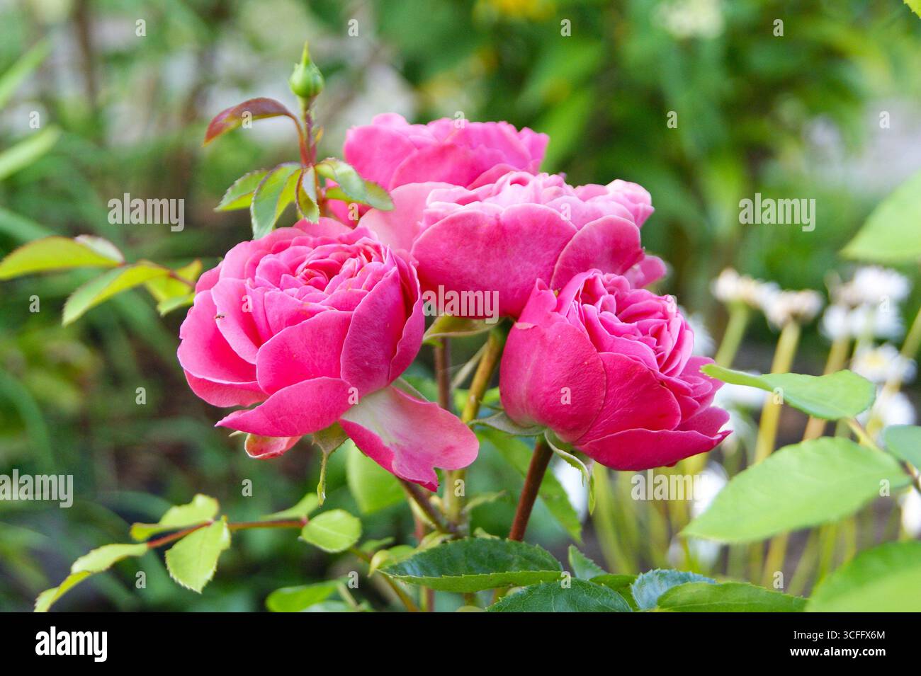 Life in the village, beautiful flowers, photos for a postcard or website. A bouquet of peonies on the bush blooms - Stock Image