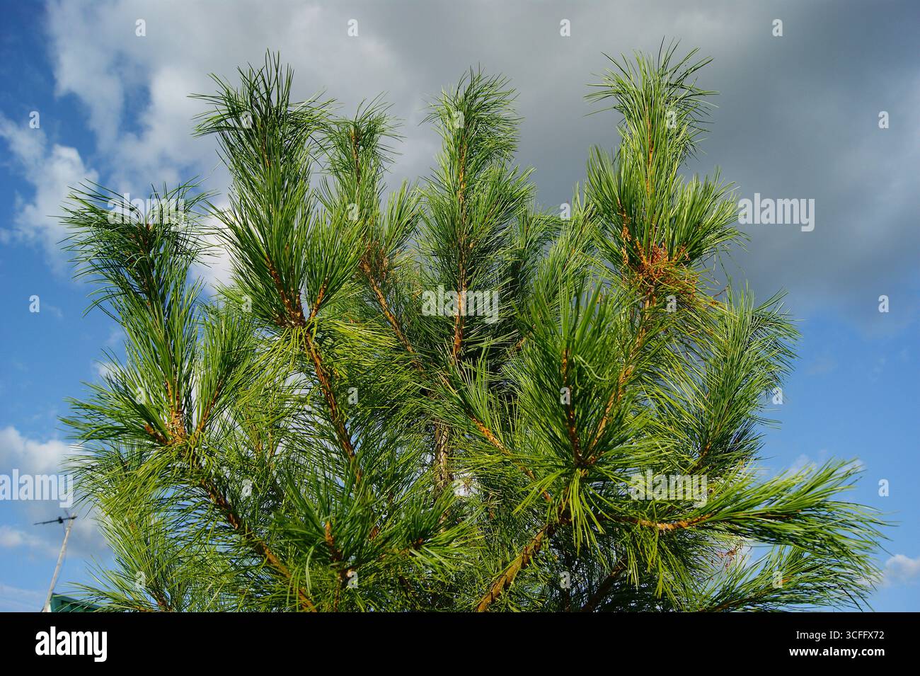 Fluffy branches of a young cedar against the background of a blue sky with white clouds, horizontal photo. Coniferous plants, nature in summer - Stock Image