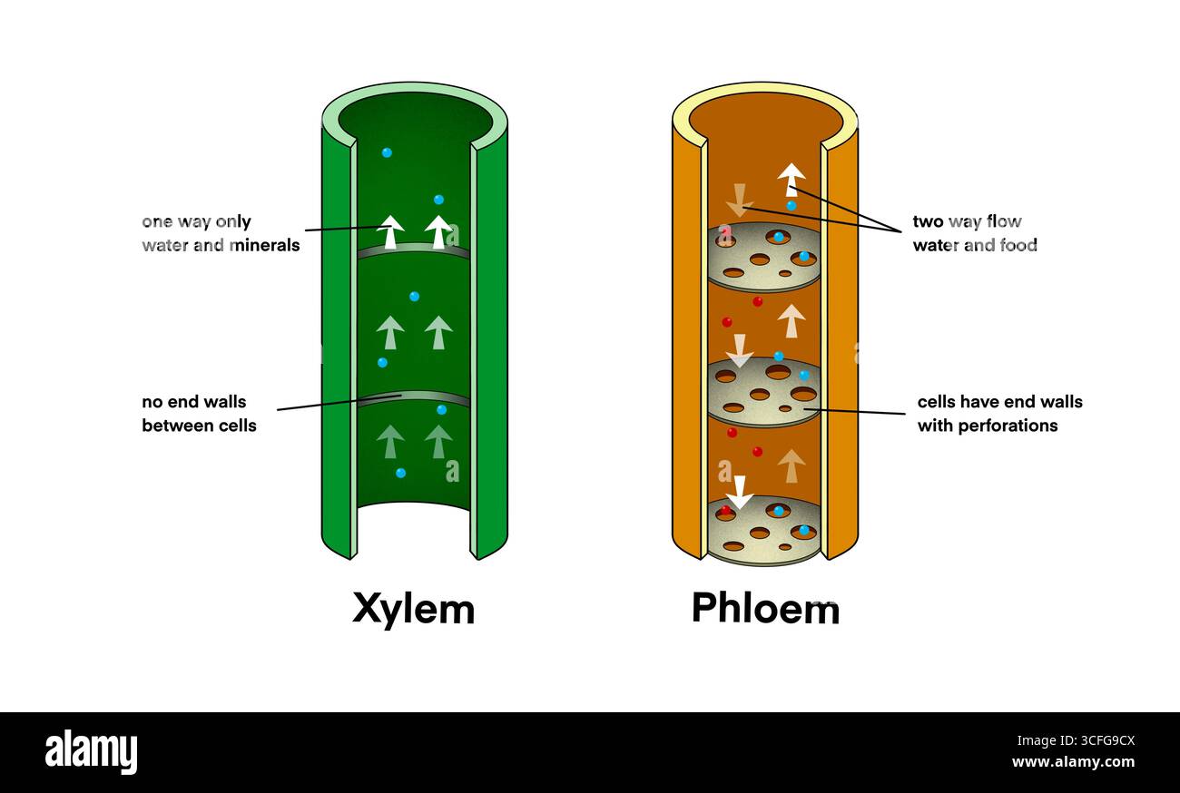 Transport of water in leaves Cut Out Stock Images \u0026 Pictures - Alamy, image size:1300x874