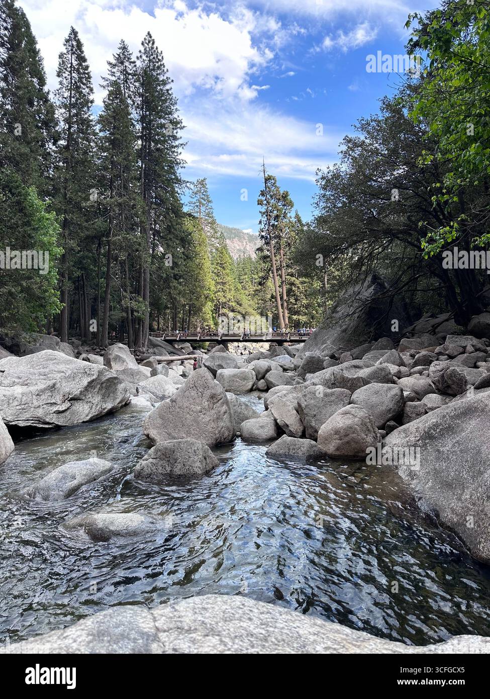 A clear mountain stream flows over granite rocks surrounded by tall pine trees and forest greenery in Yosemite National Park, California, with a woode - Smartphone Captured Stock Image