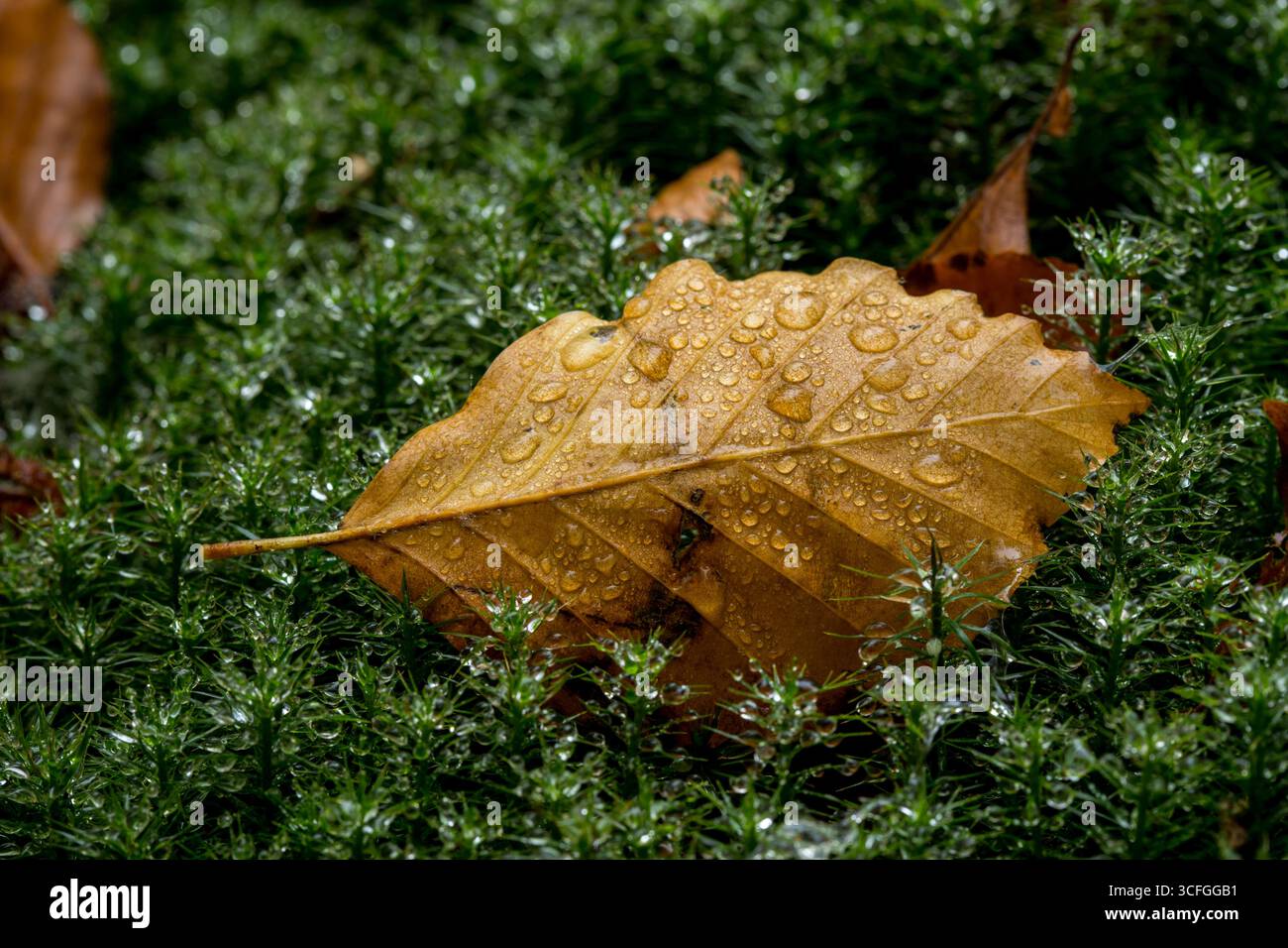 Orange Beech leaf on moss with water droplets macro, autumn background leaf Stock Photo