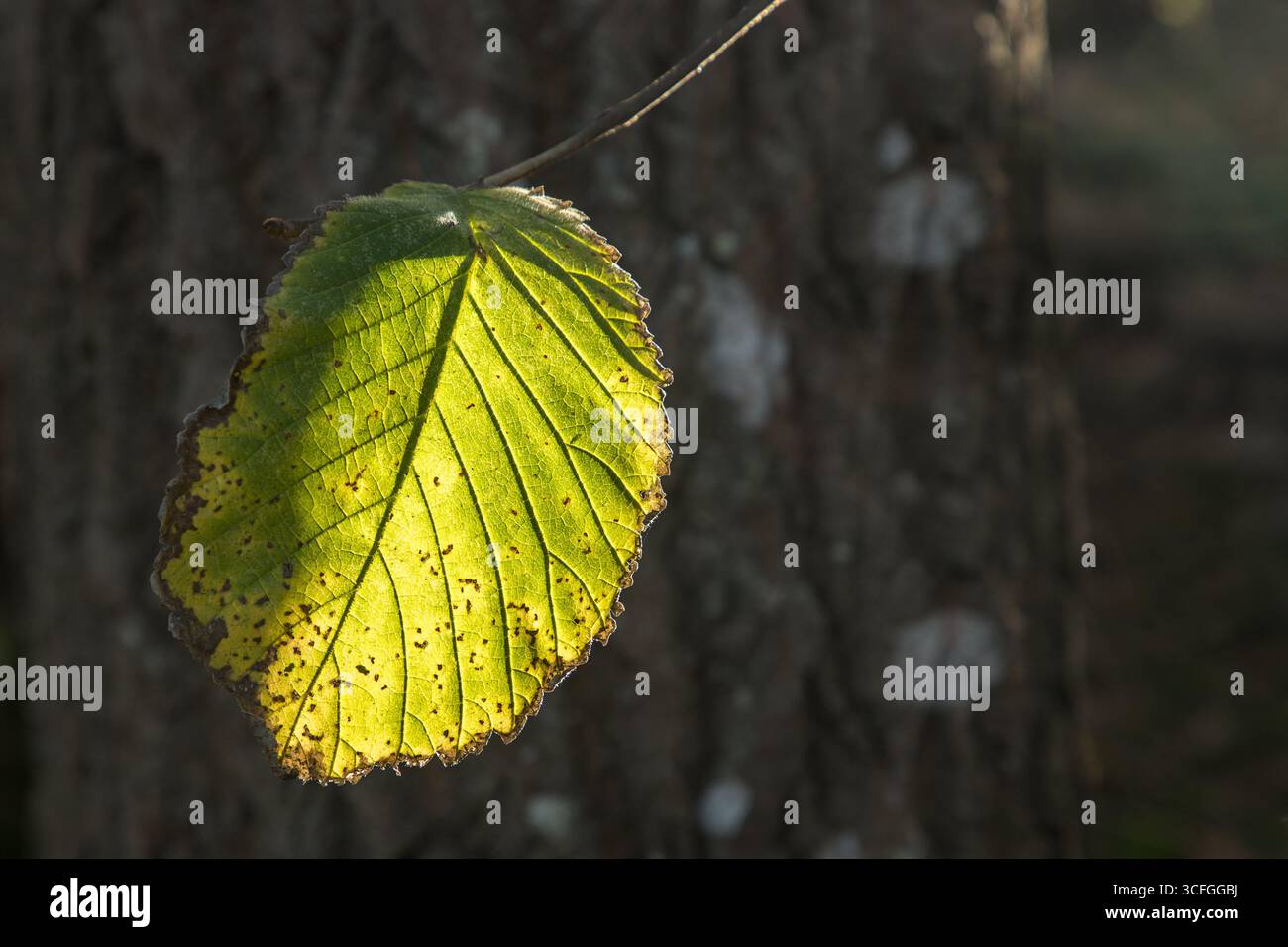 autumn leaf with sun against with leaf veins Stock Photo