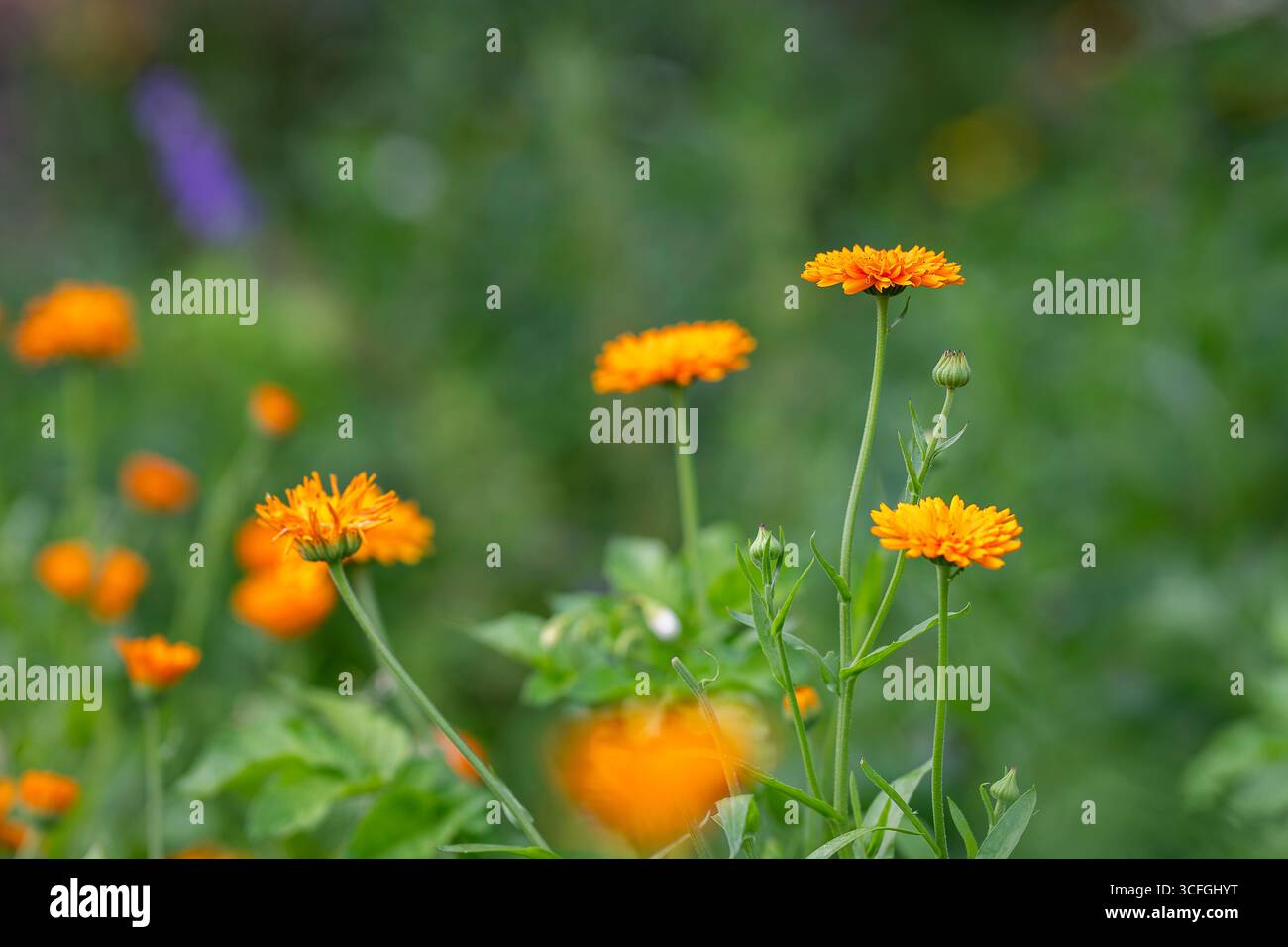 Double Pot Marigolds (Calendula Officinalis nana) grown in the garden. Summer background with Marigold flowers in a flower bed in the garden. Stock Photo