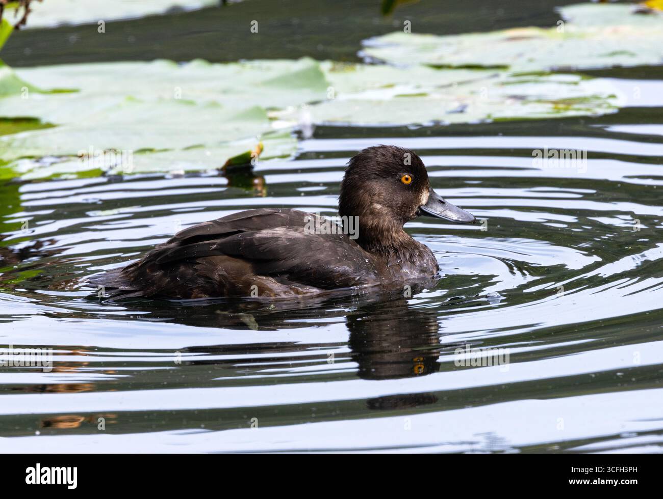 The Tufted Duck has a distinctive yellow eye and is the commonest of the diving ducks found in the UK. They are breeding residents Stock Photo
