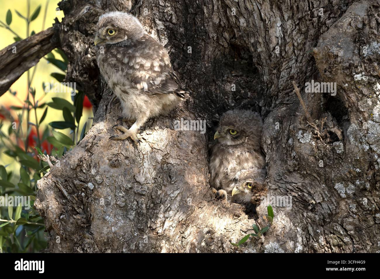 Little owl chicks in the hollow of an olive tree where the nest is located at the first light of a late spring day Stock Photo