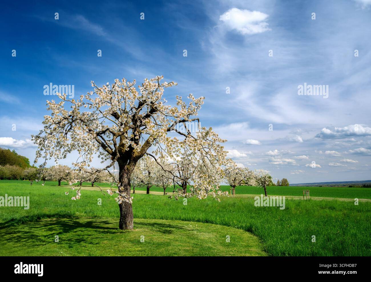 Spring scenic with a white  flowering cherry tree Stock Photo