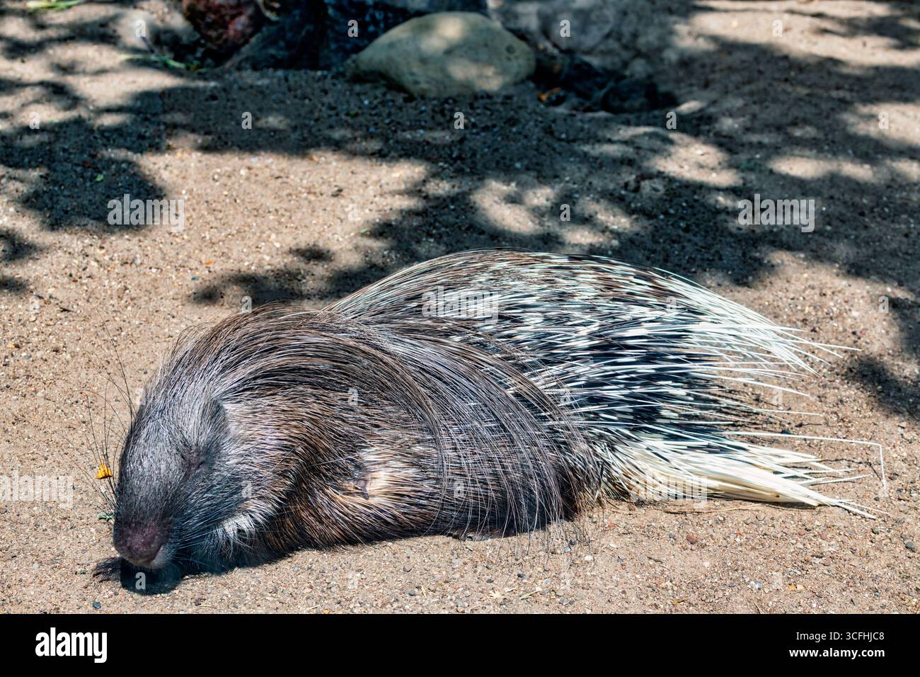 Schlafendes Stachelschwein in Hagenbeck´s Tierpark in Hamburg Stock Photo