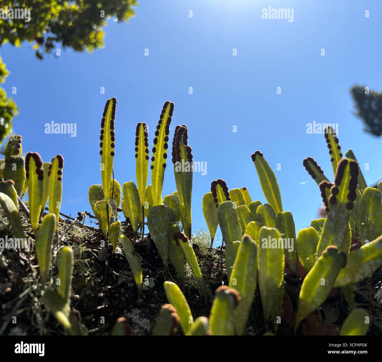 Epiphytic Ribbon Ferns( Lepisorus sp maybe thunbergianus) showing spore-bearing organs, Yungaburra, Atherton Tablelands, Queensland, Austtralia Stock Photo