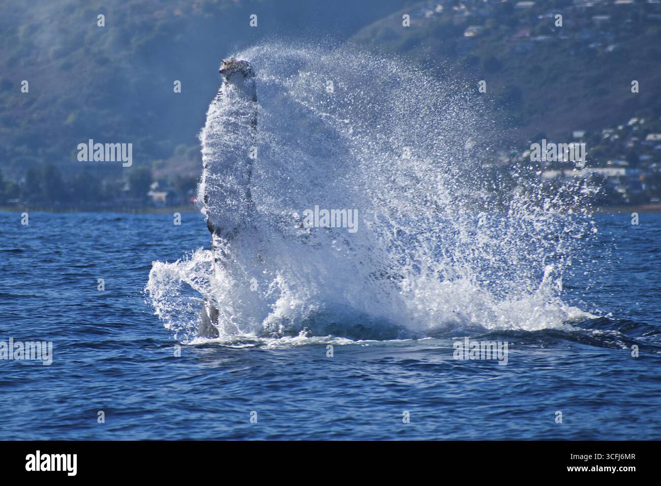 A whale breaching the ocean surface creating a large splash, megaptera ...