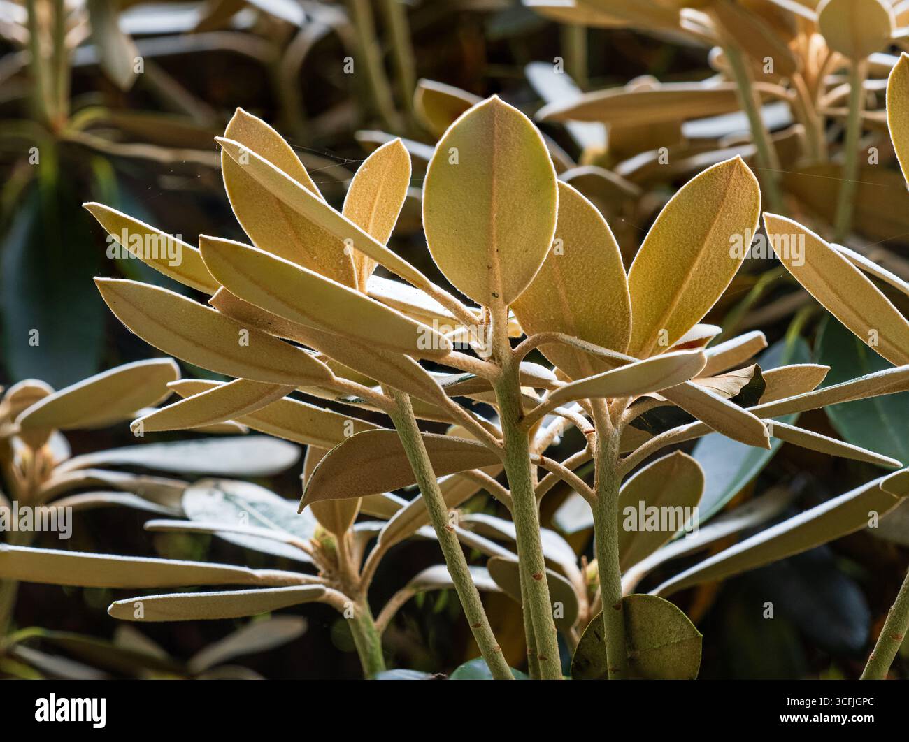 stechpalme alaska kaufen Stechpalme Alaska - Ilex aquifolium Alaska main image 0