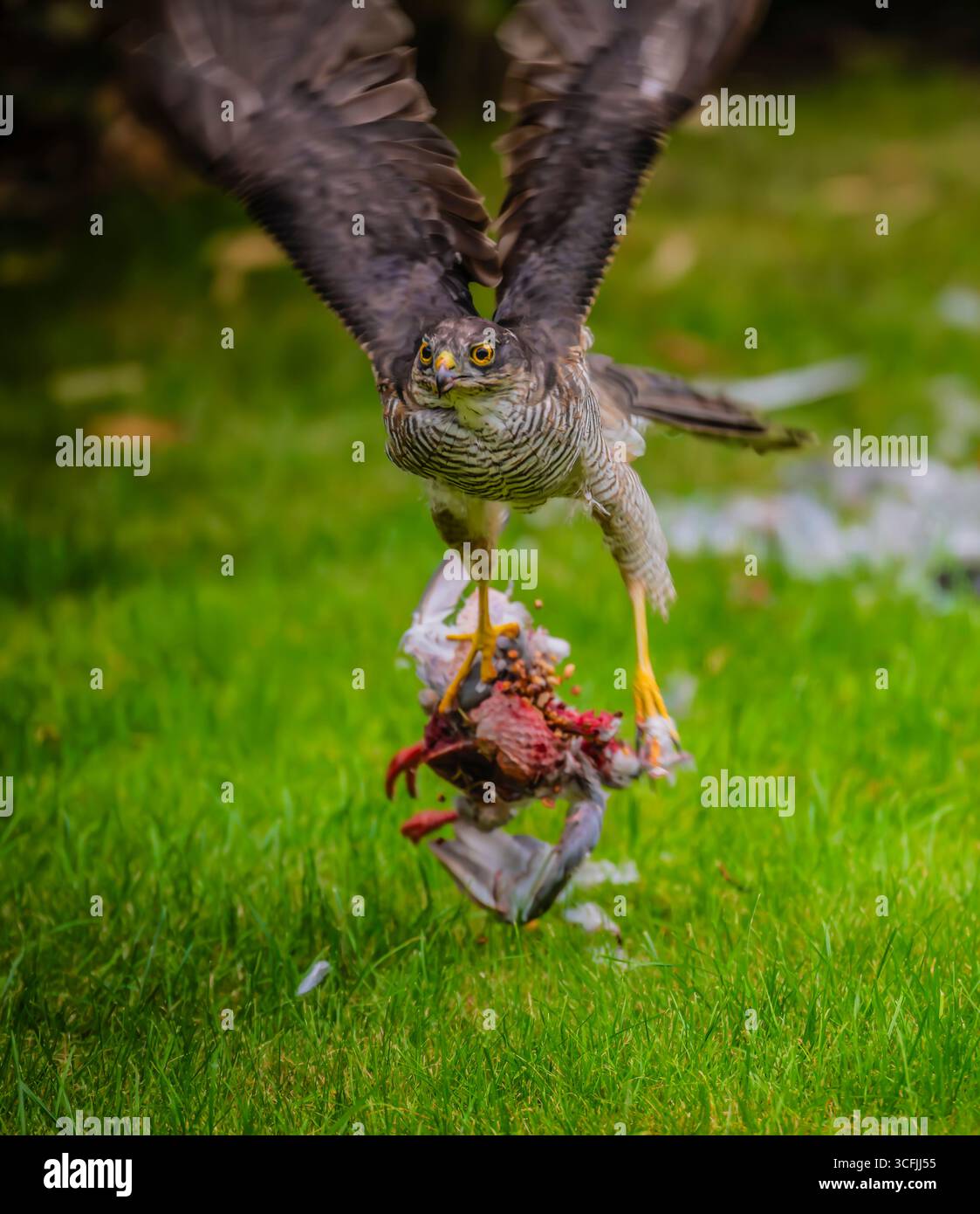 A female Sparrowhawk, Accipiter nisus, makes a kill of a Wood Pigeon in a residential garden,Clitheroe, Ribble Valley, Lancashire, UK. Stock Photo