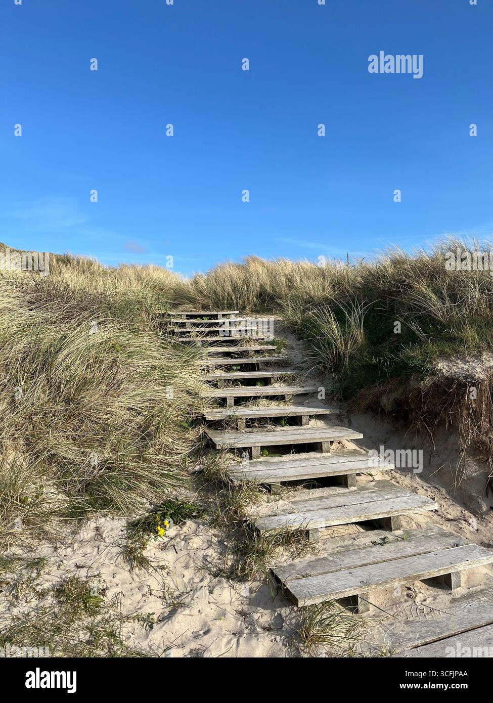 Wooden stairs up the hill on the beach in North Jutland, Denmark. Stairs in the middle of sand and shore plants. - Smartphone Captured Stock Image
