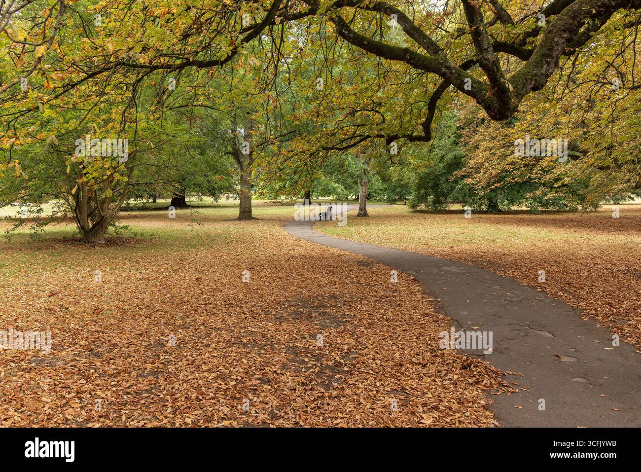 Henrietta Park in August where leaves have fallen and dried due to summer heatwave and no rain. UK drought, Bath City centre, Somerset, England, UK Stock Photo