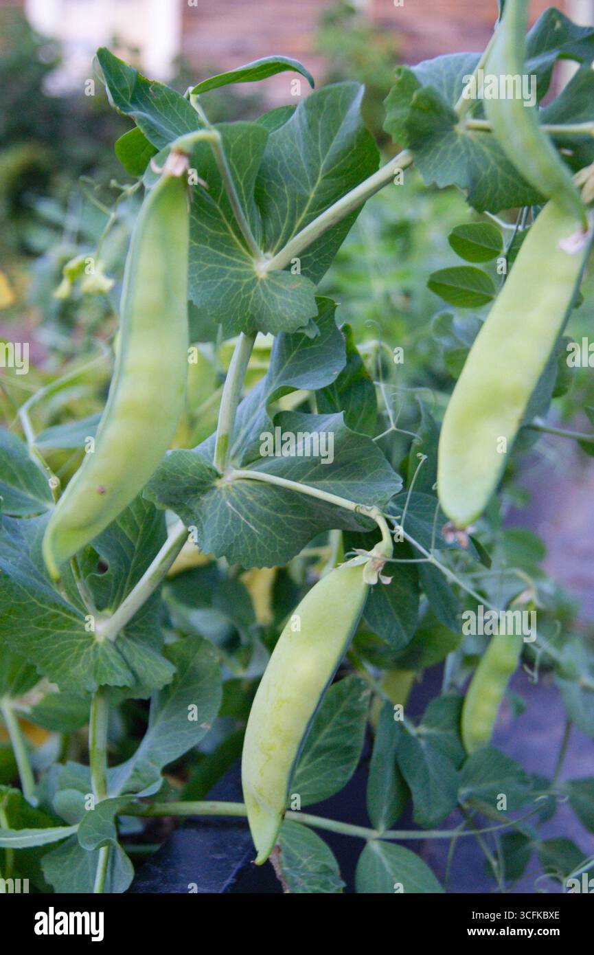 Green pea pods on a bush in the vegetable garden of milky ripeness. Summer, rural life. Delicious fresh food for proper nutrition. Vegetarianism. Delicious harvest - Stock Image