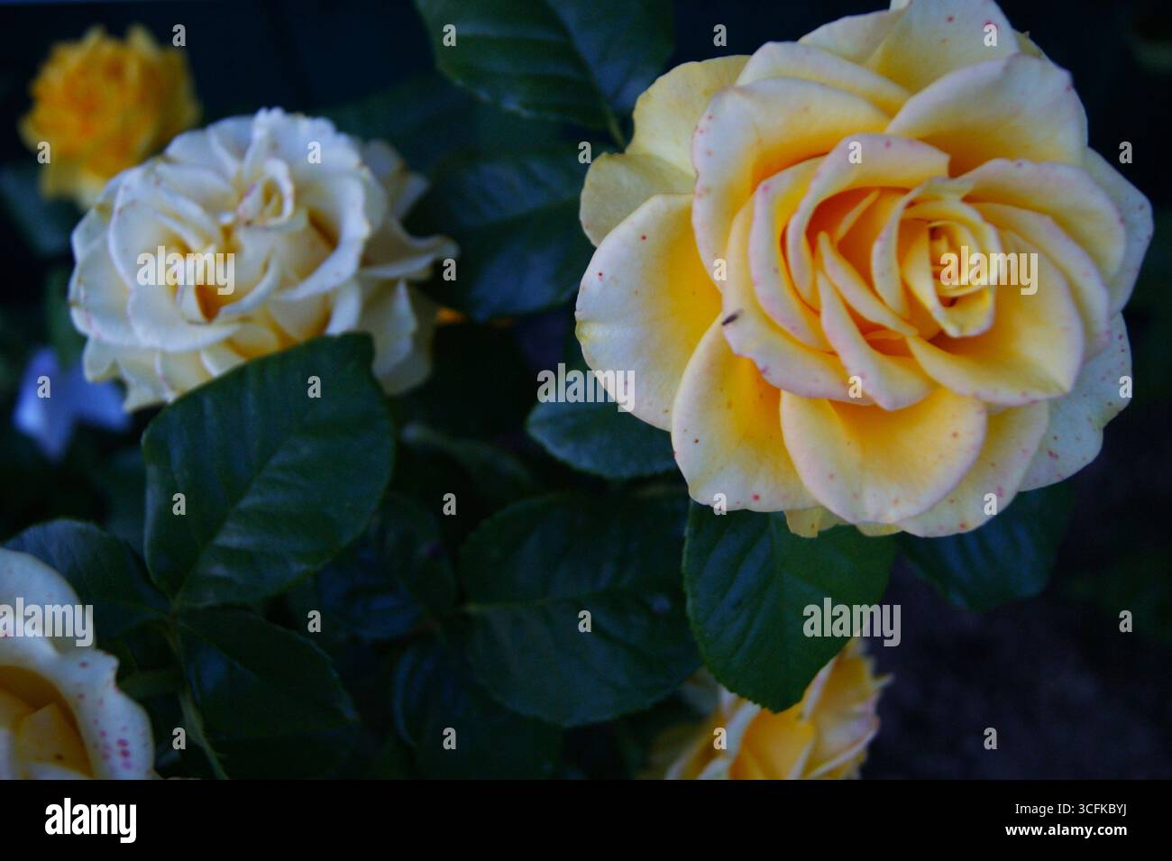 Lovely cream rose in the garden. Macro photography, close-up. Horizontal photo. Happy Summer Days, Beautiful Life - Stock Image