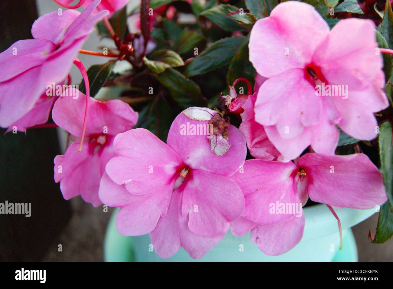 Pink petunia in a pot on the window of a country house. Horizontal photo. Summer in nature, rest, vacation. Living in the country - Stock Image