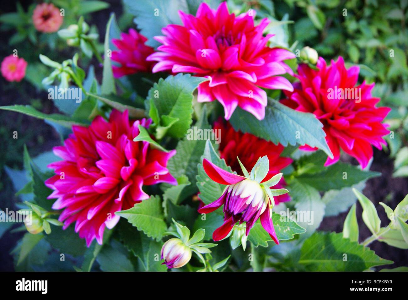 Gorgeous heads of dahlias on a bush. Flowers close-up, horizontal photo - Stock Image