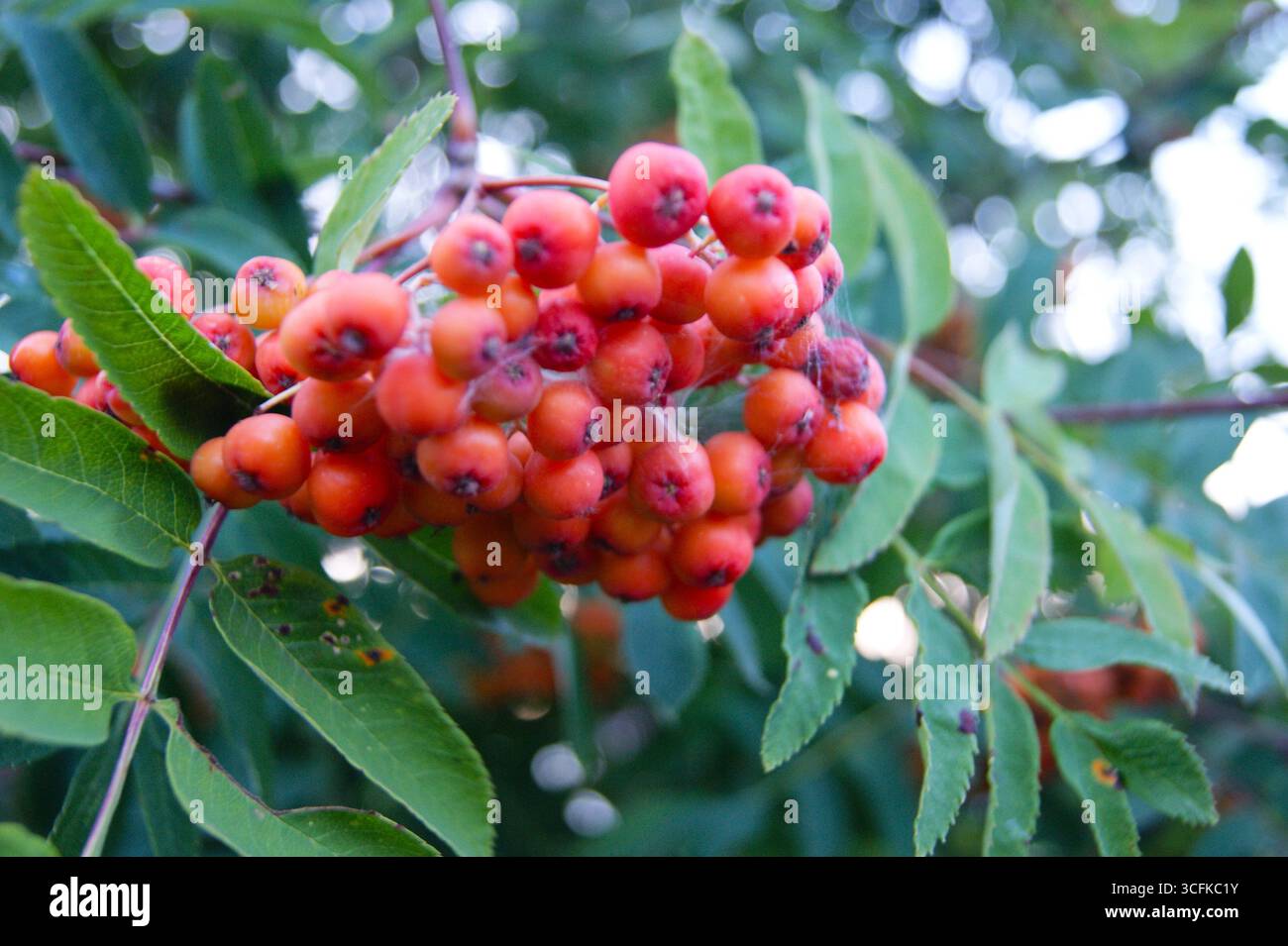 Bunches of red rowan on a tree in a light spider web against the background of greenery and blue sky. Summer, rural life. Delicious fresh food for proper nutrition. Vegetarianism. Delicious harvest - Stock Image