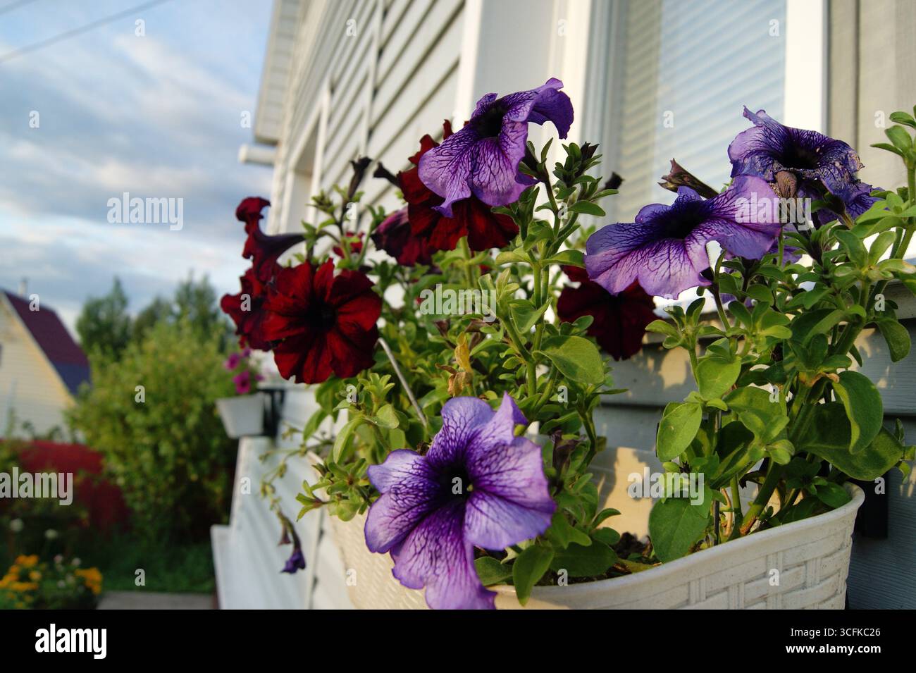Purple striped petunia in a hanging planter on the window of a village house. Horizontal photo. Summer in nature, rest, vacation. Living in the country - Stock Image