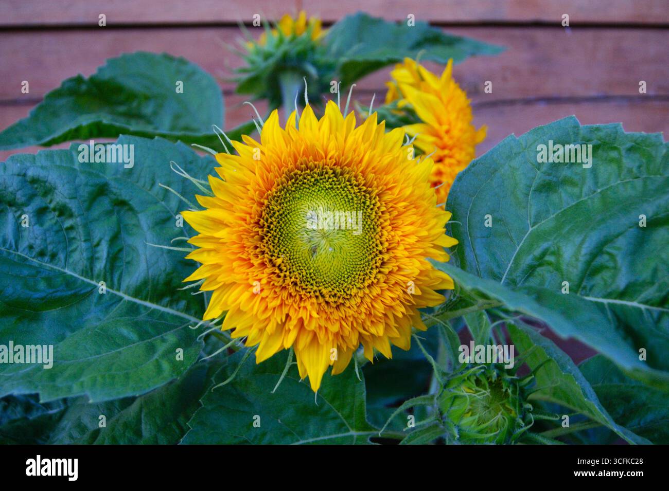 Young sunflower in the garden. Large yellow flower, macro photography. Close-up, horizontal photo - Stock Image