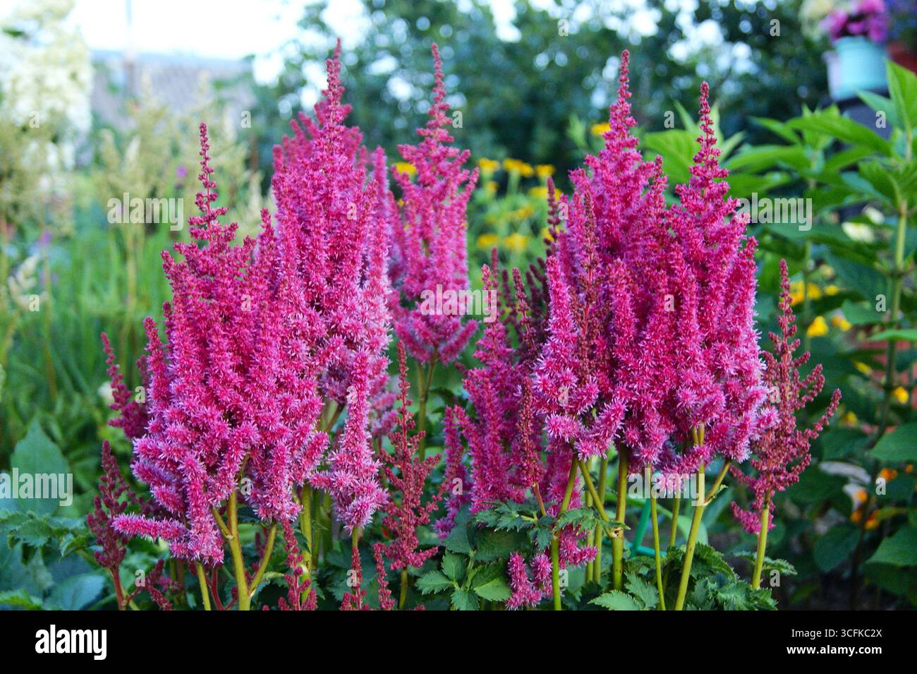 Bush close-up - Astilbe crimson, horizontal photo. Summer in the village, plants and flowers - Stock Image