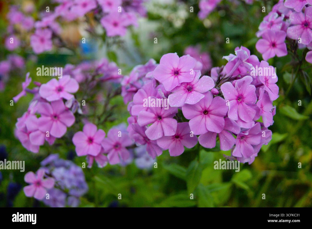 Pink flower - phlox paniculata. Phlox paniculata. Horizontal photo. Flowers in nature, summer, beauty. Flowers close-up - Stock Image