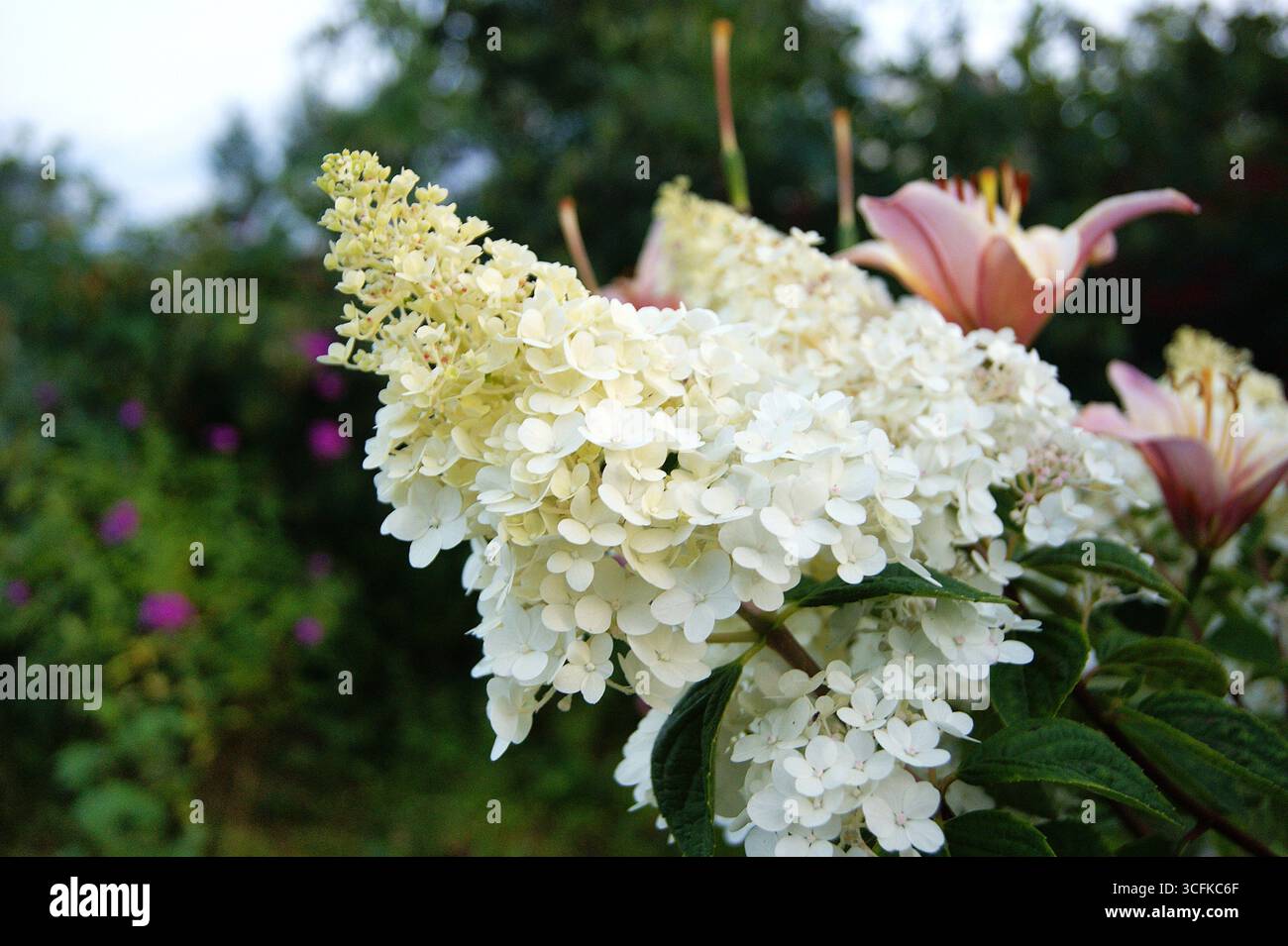 Summer in nature, flowers in a crooked plan. Hydrangea paniculata, horizontal photo - Stock Image