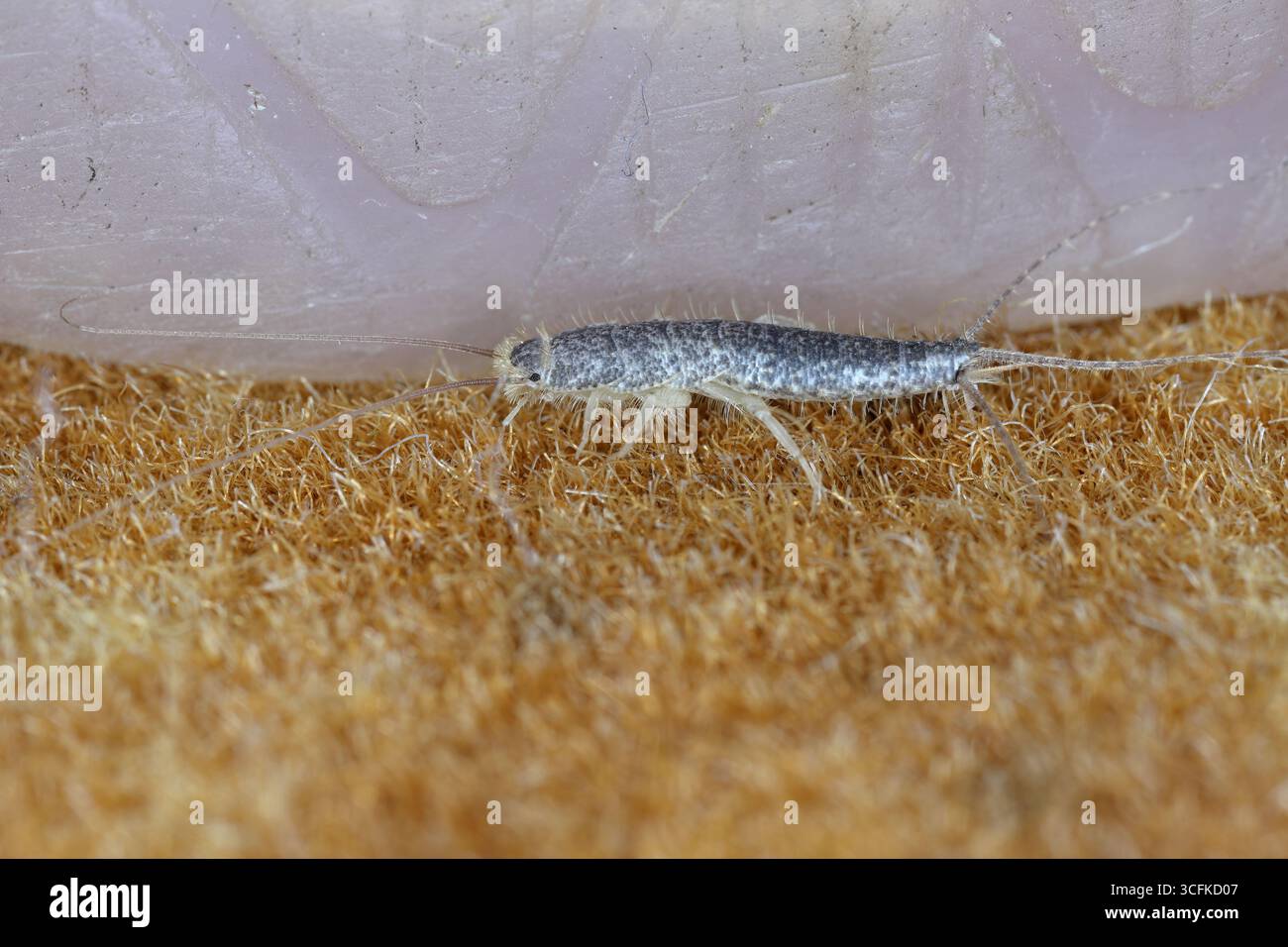 Closeup of long tailed gray silverfish Ctenolepisma longicaudata. Side ...