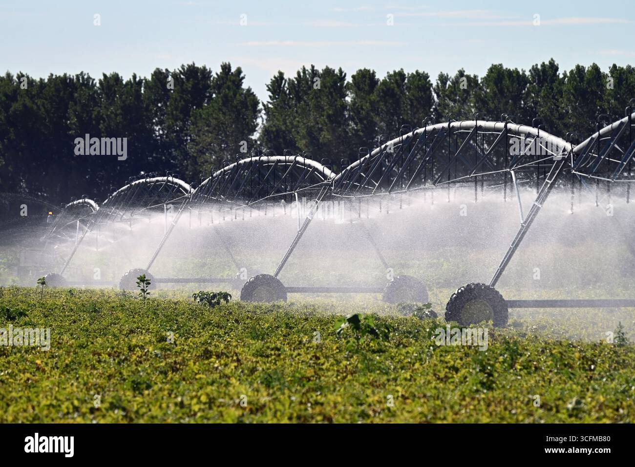 Modern large irrigation sprinkler system watering agricultural field in ...