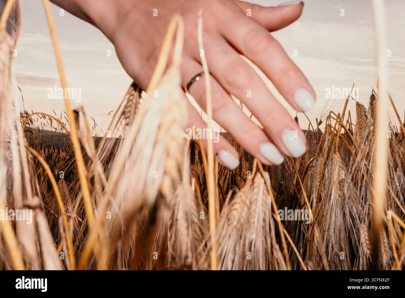 A Hand Reaching Through Wheat Stalks Stock Photo - Alamy
