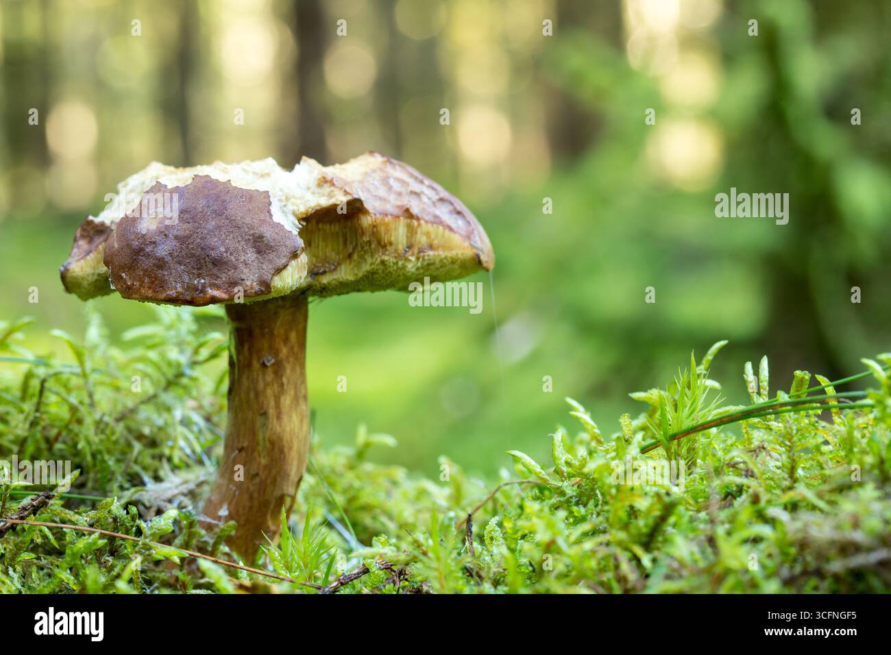 Boletus edulis eatable fungus on forest floor with bitemarks from ...