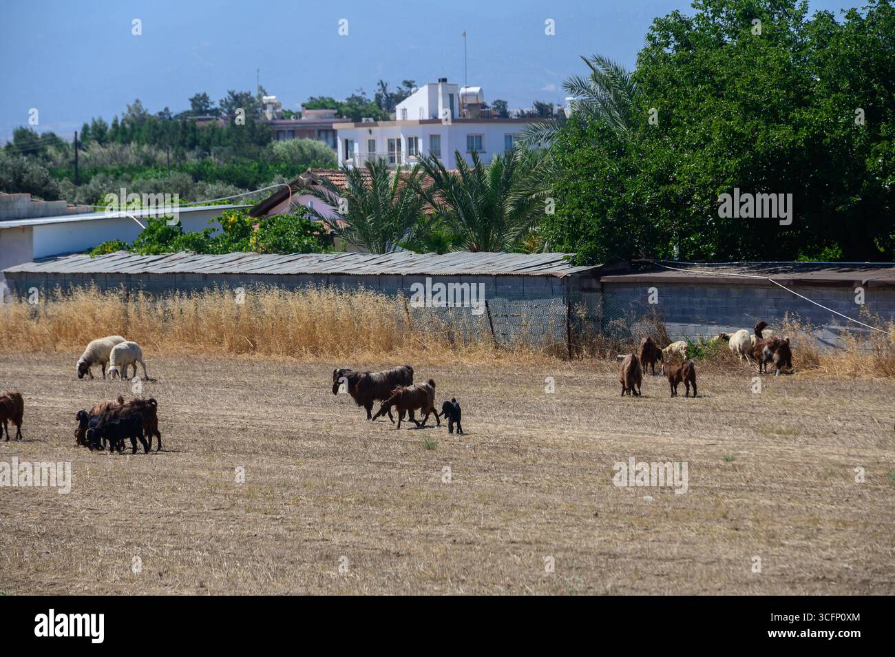 Cyprus black goats with large ears and sheep grazing together on a ...